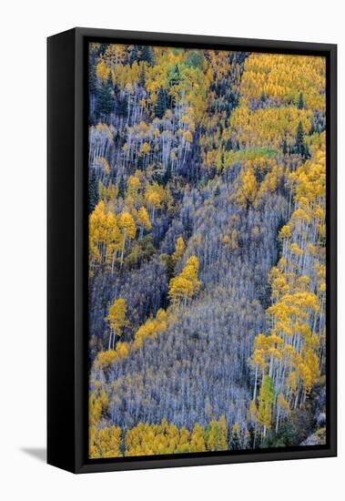 Autumn Aspen Patterns in the White River National Forest Near Aspen, Colorado, Usa-Chuck Haney-Framed Stretched Canvas