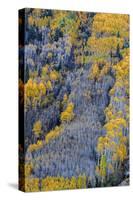 Autumn Aspen Patterns in the White River National Forest Near Aspen, Colorado, Usa-Chuck Haney-Stretched Canvas