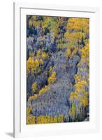 Autumn Aspen Patterns in the White River National Forest Near Aspen, Colorado, Usa-Chuck Haney-Framed Photographic Print