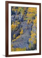 Autumn Aspen Patterns in the White River National Forest Near Aspen, Colorado, Usa-Chuck Haney-Framed Photographic Print