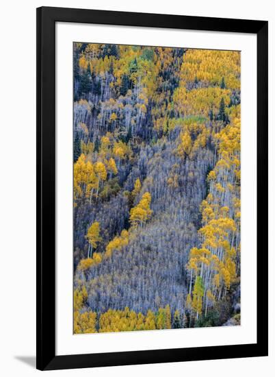 Autumn Aspen Patterns in the White River National Forest Near Aspen, Colorado, Usa-Chuck Haney-Framed Photographic Print