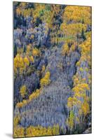 Autumn Aspen Patterns in the White River National Forest Near Aspen, Colorado, Usa-Chuck Haney-Mounted Photographic Print