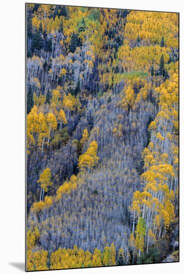 Autumn Aspen Patterns in the White River National Forest Near Aspen, Colorado, Usa-Chuck Haney-Mounted Photographic Print