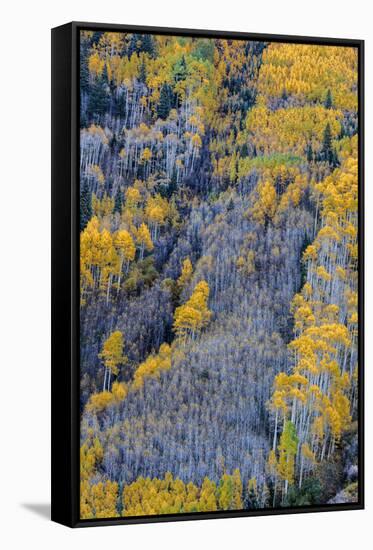 Autumn Aspen Patterns in the White River National Forest Near Aspen, Colorado, Usa-Chuck Haney-Framed Stretched Canvas