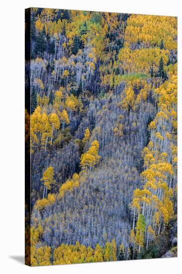 Autumn Aspen Patterns in the White River National Forest Near Aspen, Colorado, Usa-Chuck Haney-Stretched Canvas