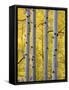 Autumn Aspen Stand, Yankee Boy Basin, Colorado, USA-Terry Eggers-Framed Stretched Canvas