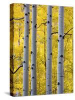 Autumn Aspen Stand, Yankee Boy Basin, Colorado, USA-Terry Eggers-Stretched Canvas