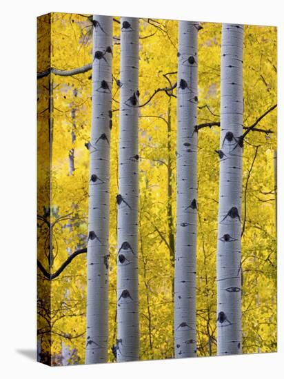 Autumn Aspen Stand, Yankee Boy Basin, Colorado, USA-Terry Eggers-Stretched Canvas