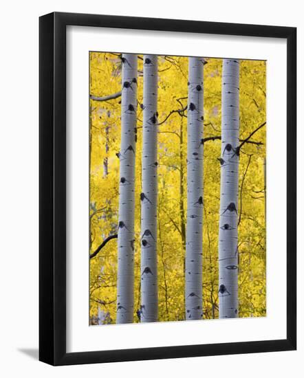 Autumn Aspen Stand, Yankee Boy Basin, Colorado, USA-Terry Eggers-Framed Photographic Print