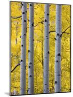 Autumn Aspen Stand, Yankee Boy Basin, Colorado, USA-Terry Eggers-Mounted Photographic Print