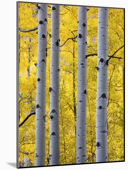 Autumn Aspen Stand, Yankee Boy Basin, Colorado, USA-Terry Eggers-Mounted Photographic Print