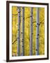 Autumn Aspen Stand, Yankee Boy Basin, Colorado, USA-Terry Eggers-Framed Photographic Print