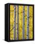 Autumn Aspen Stand, Yankee Boy Basin, Colorado, USA-Terry Eggers-Framed Stretched Canvas