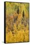 Autumn aspen tree pattern on mountain slope, Crystal Lake, Ouray, Colorado-Adam Jones-Framed Stretched Canvas