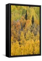 Autumn aspen tree pattern on mountain slope, Crystal Lake, Ouray, Colorado-Adam Jones-Framed Stretched Canvas