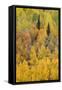 Autumn aspen tree pattern on mountain slope, Crystal Lake, Ouray, Colorado-Adam Jones-Framed Stretched Canvas