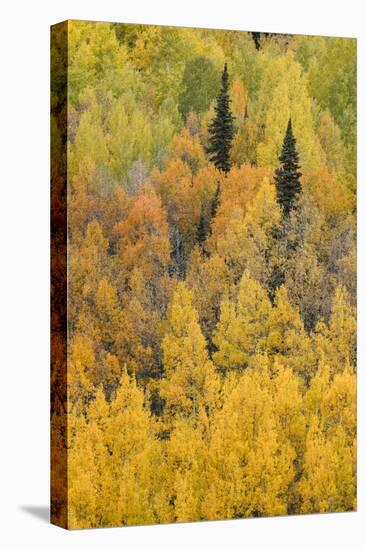 Autumn aspen tree pattern on mountain slope, Crystal Lake, Ouray, Colorado-Adam Jones-Stretched Canvas