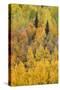 Autumn aspen tree pattern on mountain slope, Crystal Lake, Ouray, Colorado-Adam Jones-Stretched Canvas