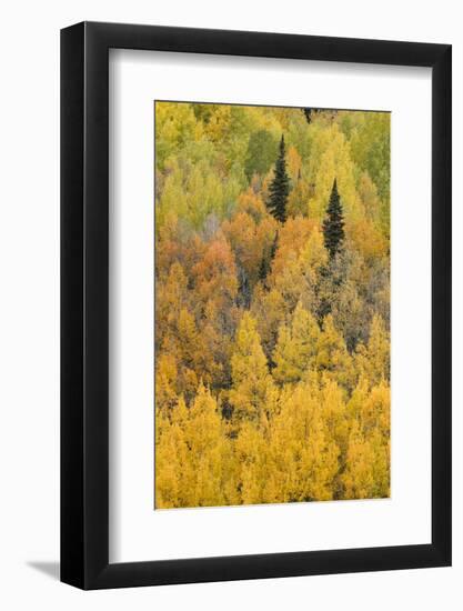 Autumn aspen tree pattern on mountain slope, Crystal Lake, Ouray, Colorado-Adam Jones-Framed Photographic Print