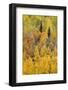 Autumn aspen tree pattern on mountain slope, Crystal Lake, Ouray, Colorado-Adam Jones-Framed Photographic Print