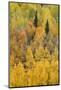 Autumn aspen tree pattern on mountain slope, Crystal Lake, Ouray, Colorado-Adam Jones-Mounted Photographic Print