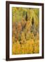 Autumn aspen tree pattern on mountain slope, Crystal Lake, Ouray, Colorado-Adam Jones-Framed Photographic Print