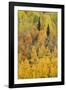 Autumn aspen tree pattern on mountain slope, Crystal Lake, Ouray, Colorado-Adam Jones-Framed Photographic Print