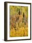 Autumn aspen tree pattern on mountain slope, Crystal Lake, Ouray, Colorado-Adam Jones-Framed Photographic Print