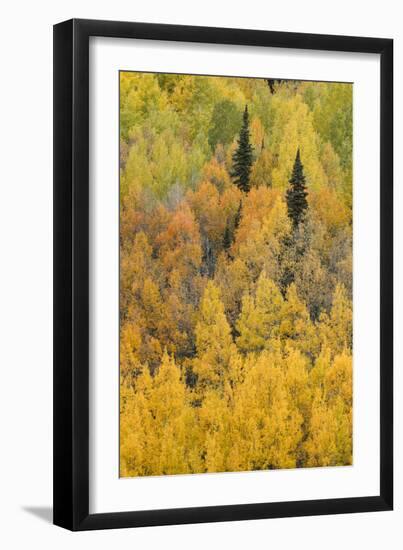 Autumn aspen tree pattern on mountain slope, Crystal Lake, Ouray, Colorado-Adam Jones-Framed Photographic Print