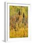 Autumn aspen tree pattern on mountain slope, Crystal Lake, Ouray, Colorado-Adam Jones-Framed Photographic Print