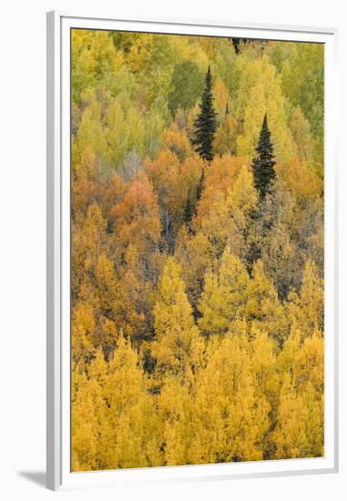 Autumn aspen tree pattern on mountain slope, Crystal Lake, Ouray, Colorado-Adam Jones-Framed Premium Photographic Print