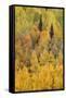 Autumn aspen tree pattern on mountain slope, Crystal Lake, Ouray, Colorado-Adam Jones-Framed Stretched Canvas