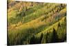 Autumn, aspen tree pattern on mountain slope, Crystal Lake, Ouray, Colorado-Adam Jones-Stretched Canvas