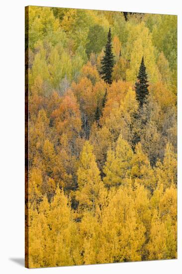 Autumn aspen tree pattern on mountain slope, Crystal Lake, Ouray, Colorado-Adam Jones-Stretched Canvas