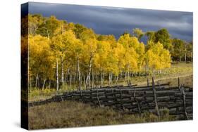 Autumn aspen trees and Sneffels Range, Mount Sneffels Wilderness, Colorado-Adam Jones-Stretched Canvas