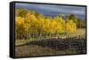 Autumn aspen trees and Sneffels Range, Mount Sneffels Wilderness, Colorado-Adam Jones-Framed Stretched Canvas