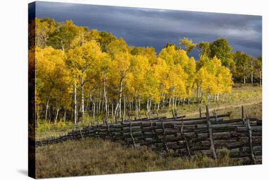 Autumn aspen trees and Sneffels Range, Mount Sneffels Wilderness, Colorado-Adam Jones-Stretched Canvas