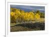 Autumn aspen trees and Sneffels Range, Mount Sneffels Wilderness, Colorado-Adam Jones-Framed Premium Photographic Print