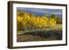 Autumn aspen trees and Sneffels Range, Mount Sneffels Wilderness, Colorado-Adam Jones-Framed Photographic Print