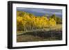 Autumn aspen trees and Sneffels Range, Mount Sneffels Wilderness, Colorado-Adam Jones-Framed Photographic Print