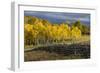 Autumn aspen trees and Sneffels Range, Mount Sneffels Wilderness, Colorado-Adam Jones-Framed Photographic Print