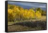 Autumn aspen trees and Sneffels Range, Mount Sneffels Wilderness, Colorado-Adam Jones-Framed Stretched Canvas