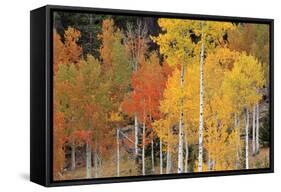 Autumn Aspen Trees-David Nunuk-Framed Stretched Canvas