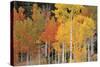 Autumn Aspen Trees-David Nunuk-Stretched Canvas