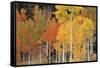 Autumn Aspen Trees-David Nunuk-Framed Stretched Canvas