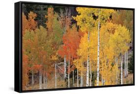 Autumn Aspen Trees-David Nunuk-Framed Stretched Canvas