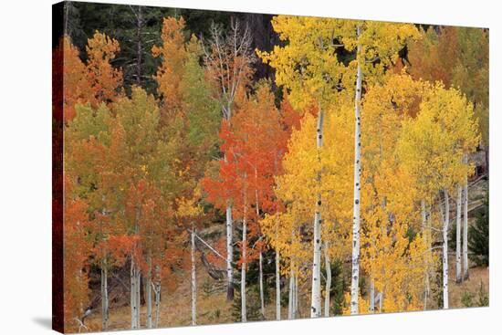 Autumn Aspen Trees-David Nunuk-Stretched Canvas