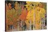 Autumn Aspen Trees-David Nunuk-Stretched Canvas