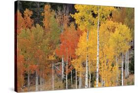 Autumn Aspen Trees-David Nunuk-Stretched Canvas