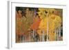 Autumn Aspen Trees-David Nunuk-Framed Premium Photographic Print